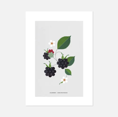 A4 Blackberry Print