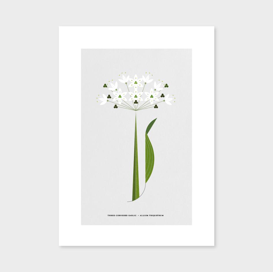 Garlic Flower Print